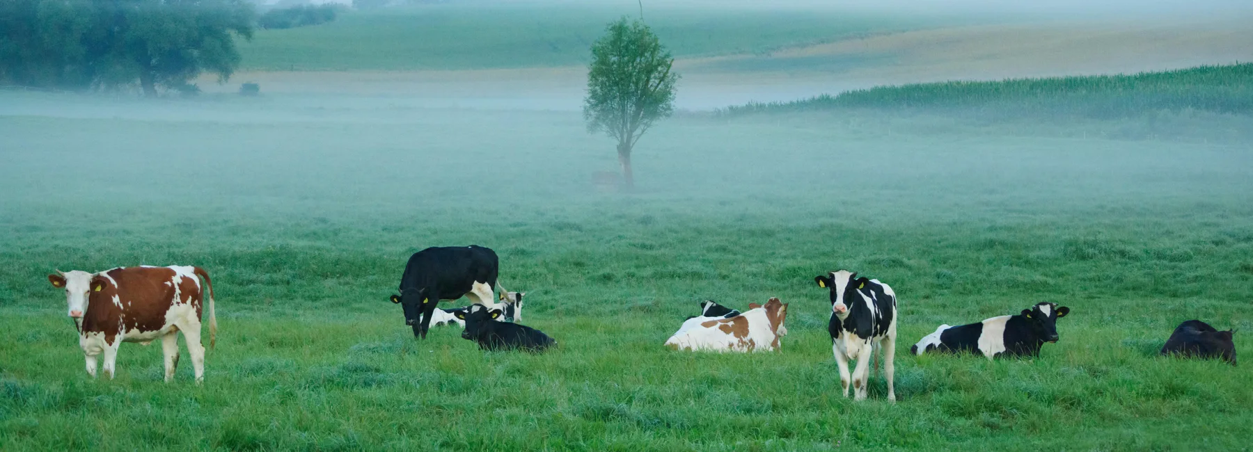 Hình ảnh Myfarm 4