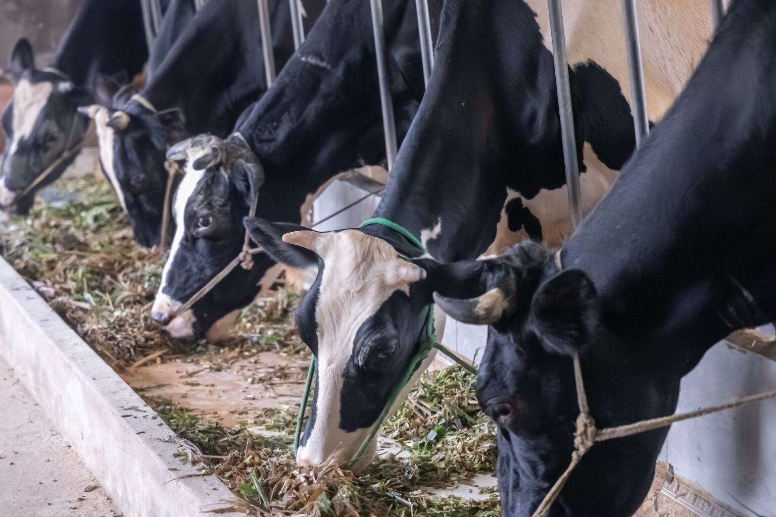 Trang trại bò sữa MyFarm tại Ba Vì