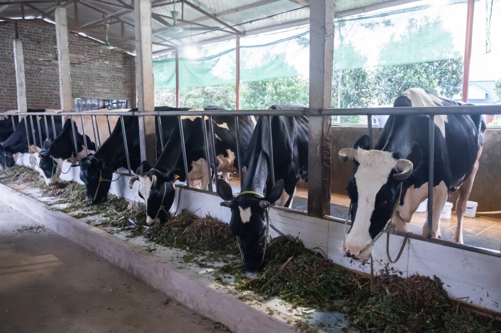 Trang trại bò sữa MyFarm tại Ba Vì