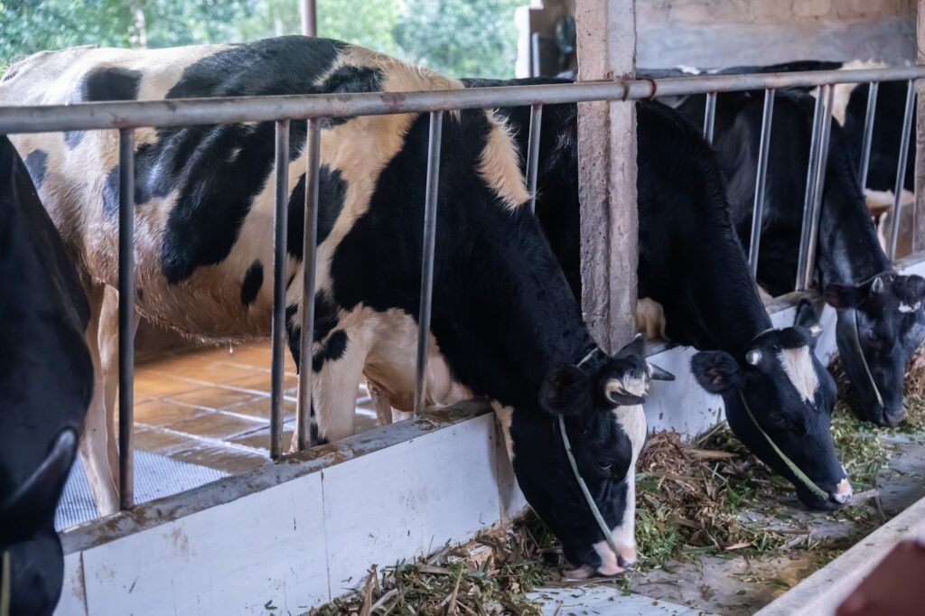 Trang trại bò sữa MyFarm tại Ba Vì