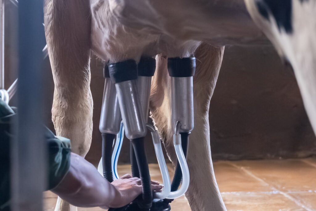 Trang trại bò sữa MyFarm tại Ba Vì