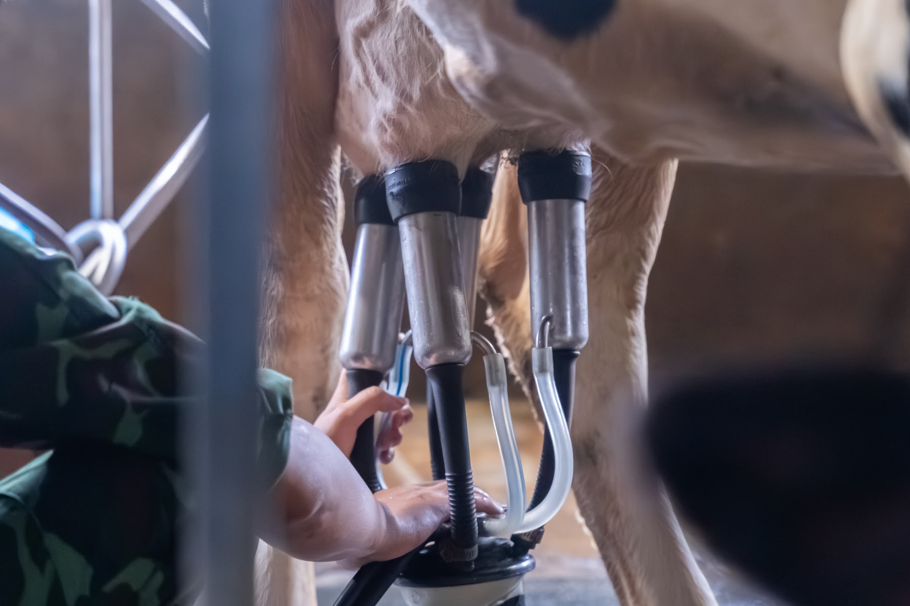 Hình ảnh thực tế tại MyFarm, Ba Vì