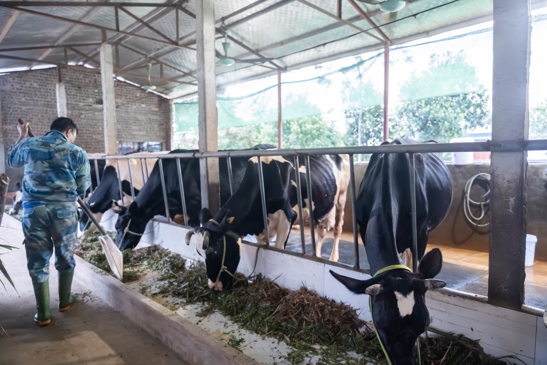 Trang trại bò sữa MyFarm