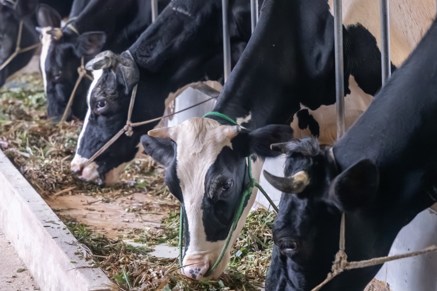Trang trại bò sữa MyFarm